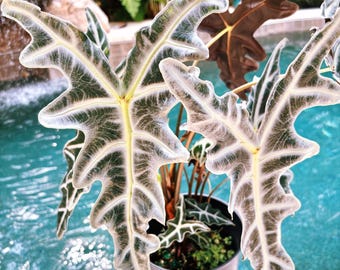 Regal Shield Albo Variegated Alocasia Corm A85 HUGE - Etsy
