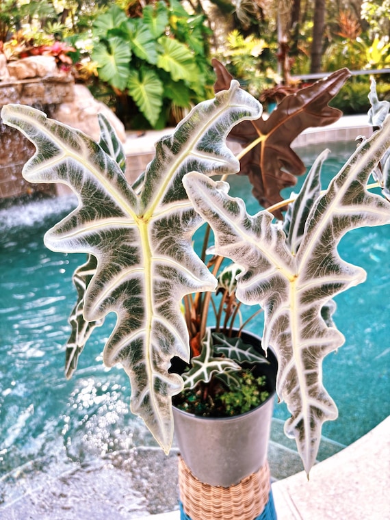 RARE Alocasia Silver Nobilis corm bulb house aroid plant