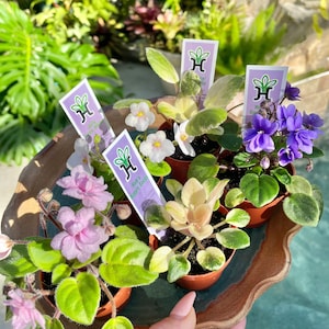 May include: A selection of potted African violets in various colors, including pink, white, and purple, are arranged on a decorative tray. Each pot has a small plant tag. The plants have green leaves and are in small brown pots.