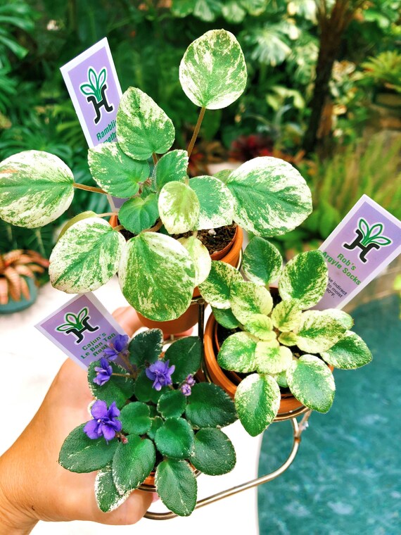 3 mini plantas de interior Violeta africana Variegated bundle - Etsy México