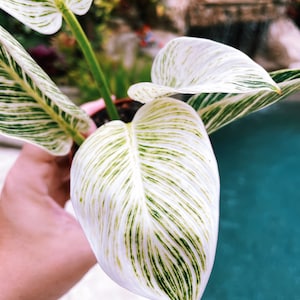 candle plant succulent Cactus Myrtillocactus geometrizans variegata 'Variegated Blue Candle' main image 0