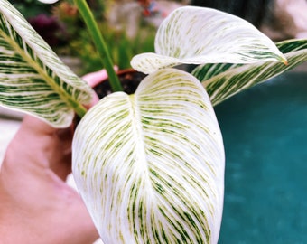 Philodendron Hybrid Birkin White Highly Sport Variegated Potted House Plant Aroid Potted 4” gift