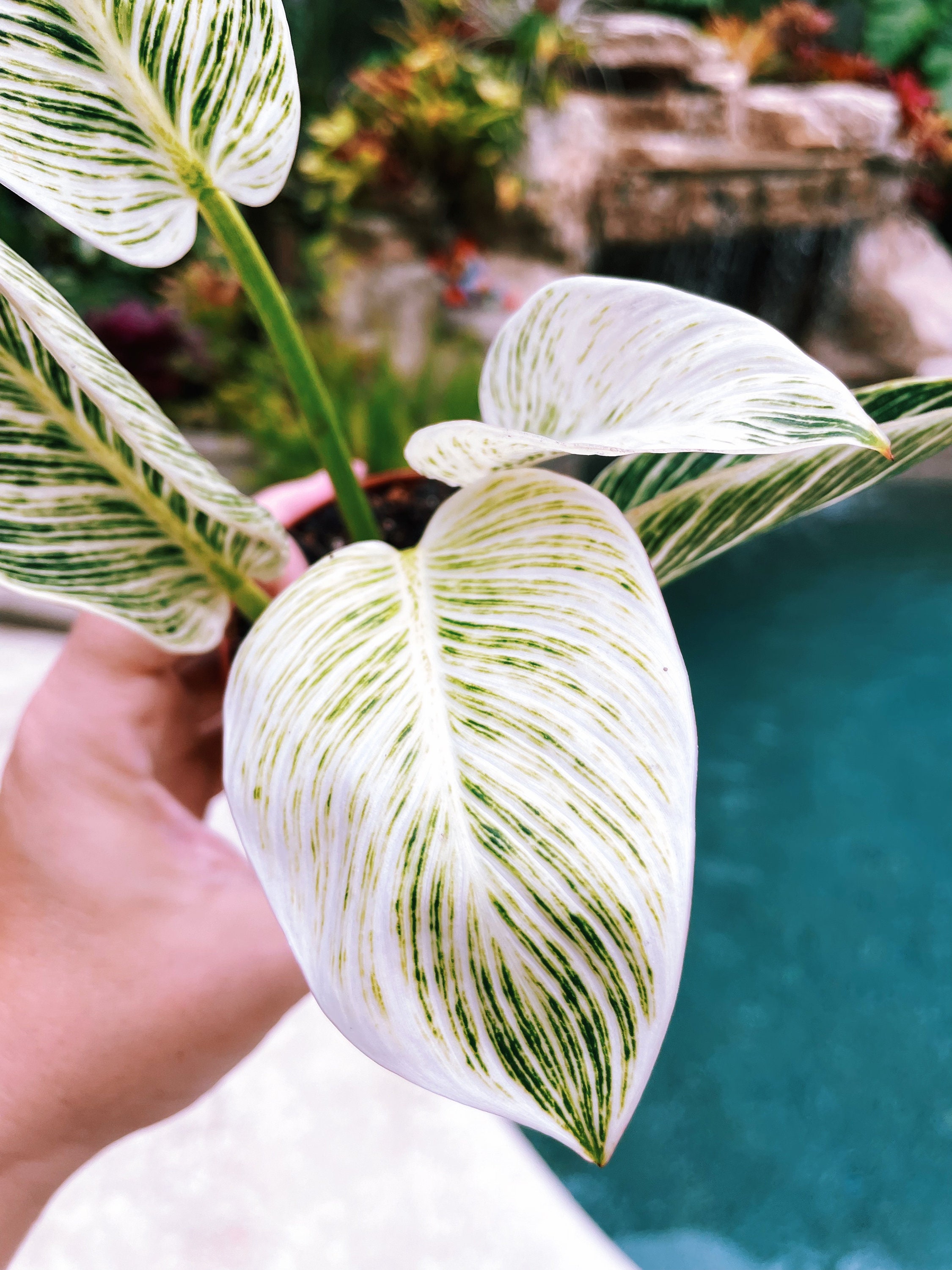 philodendron congo millions Rojo Congo Philodendron – Pike Nursery main image 0