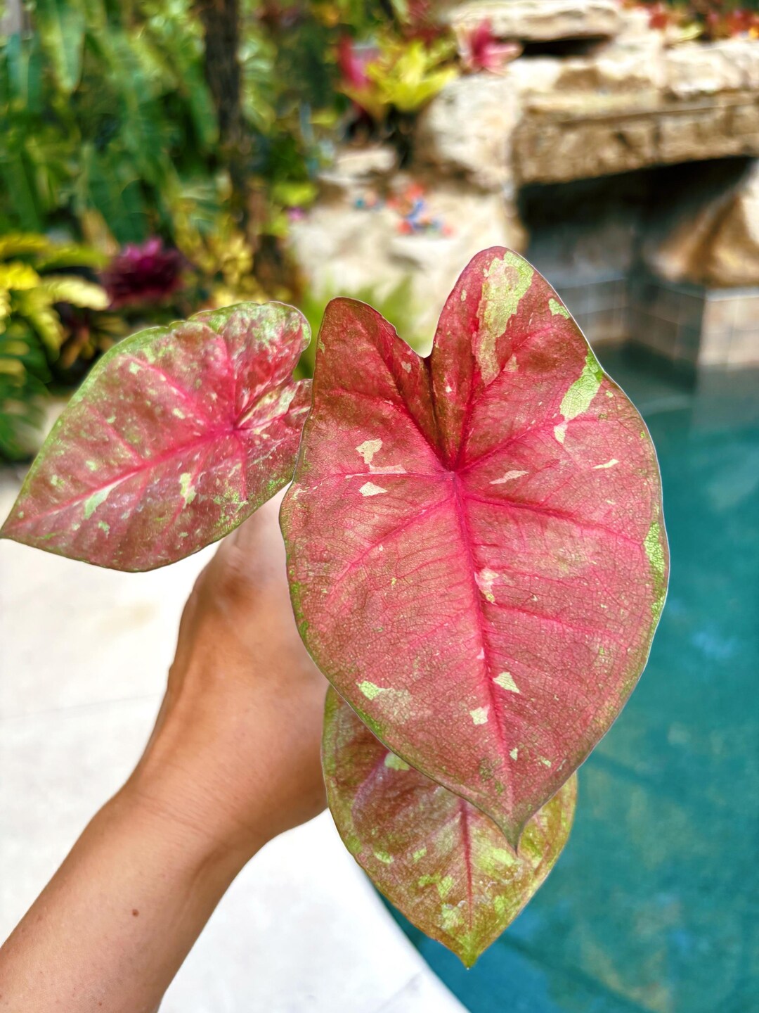 Actual Plant - Rare Seed Grown Hybrid Variegated Thai Caladium Green ...