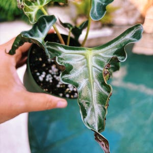 Actual plant- RARE Alocasia ‘Loco’ 3.5” potted live house plant d