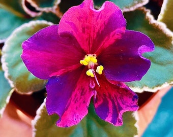 Live house plant bloom Fuchsia African Violet Harmony’s ‘VaT Real Life’ garden 4” pot flower Potted gift