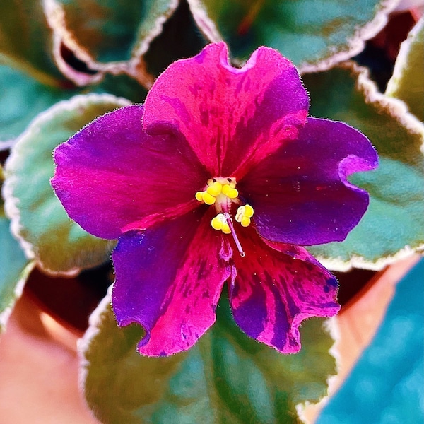 Live house plant bloom Fuchsia African Violet Harmony’s ‘VaT Real Life’ garden 4” pot flower Potted gift