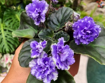 Live house plant variegated bloom African Violet ‘Harmony’s White Lace’ garden 4” flower Potted gift