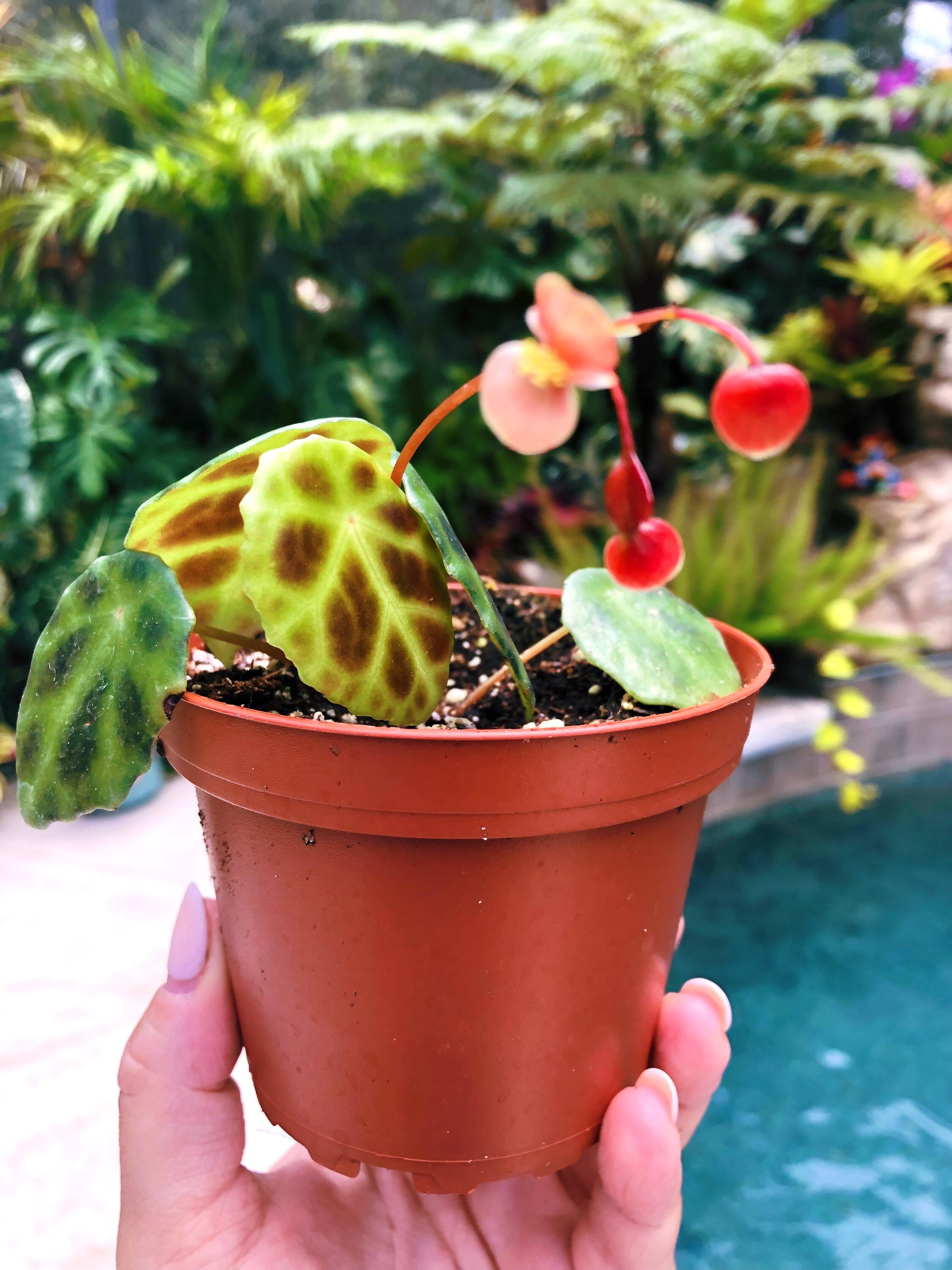Begonia Kingiana Tortoise Shell Live House Plant Potted Etsy