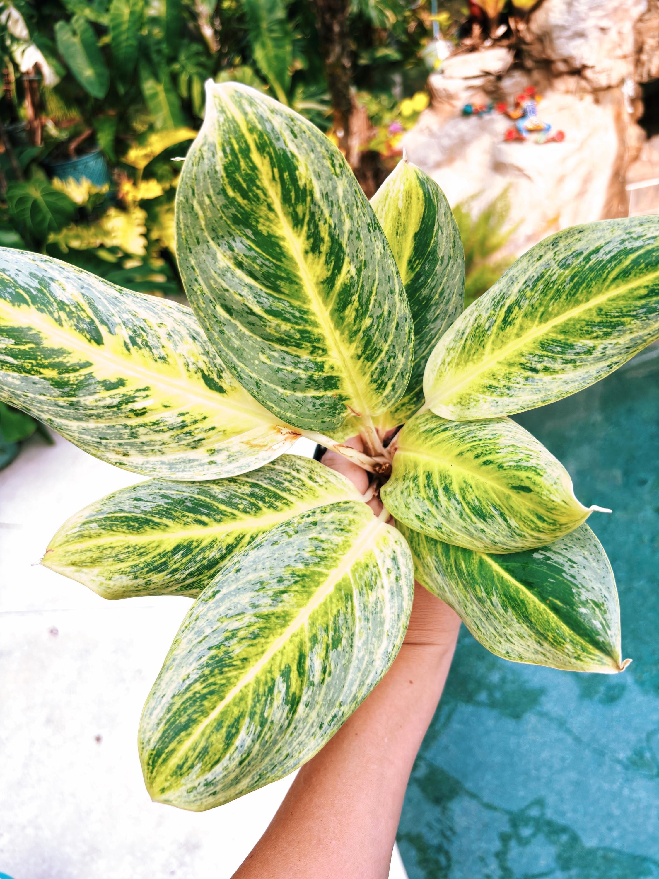 Rare Aglaonema 'honey Lemon' Live House Plant Potted 4” Pot Gift