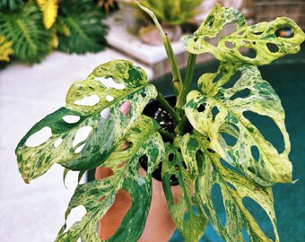 philodendron narrow Philodendron 'Narrow'