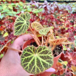 Rare Begonia Klemmei formerly U606 Live House Plant Potted terrarium vivarium 4 gift image 2