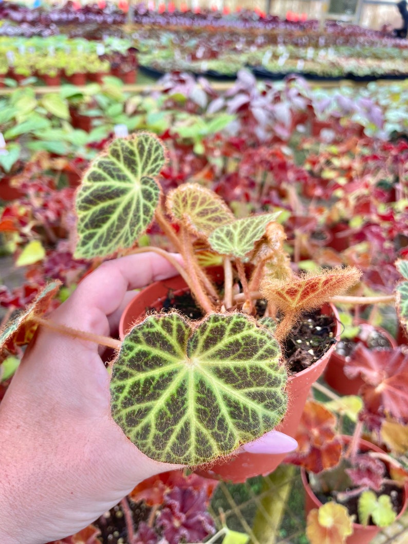 Rare Begonia Klemmei formerly U606 Live House Plant Potted terrarium vivarium 4 gift image 2