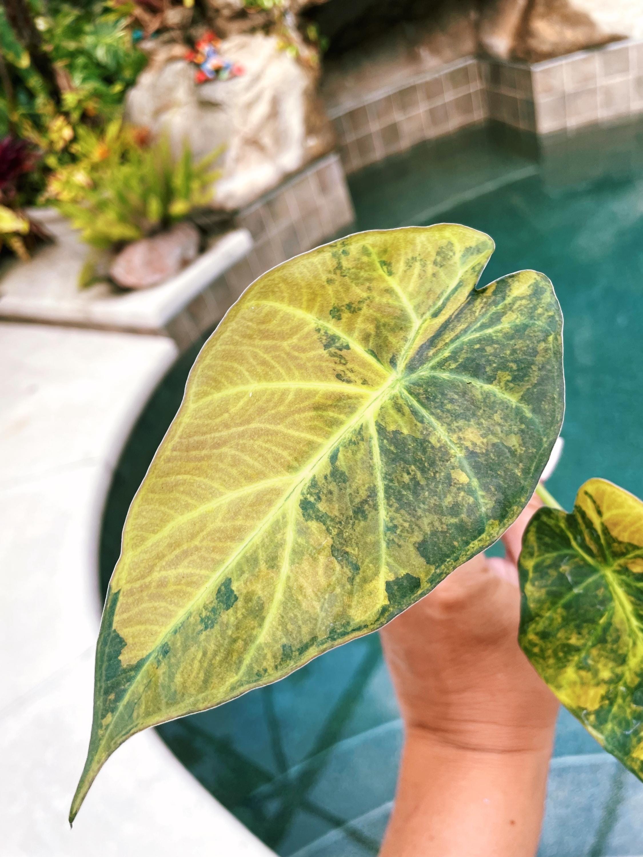【アロカシア・リーガルシールド　aurea var.】 Alocasia Regal Shield Aurea Variegated Exact Plant#3