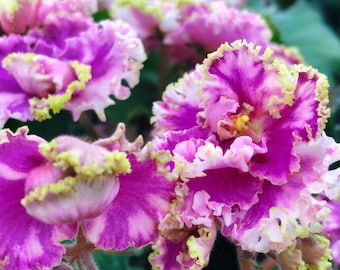 Live house plant variegated pink frilled ruffle bloom African Violet ‘LE Green Rose’ garden 4” flower Potted gift