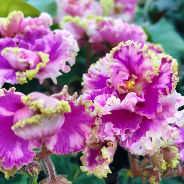 Live house plant variegated pink frilled ruffle bloom African Violet ‘LE Green Rose’ garden 4” flower Potted gift