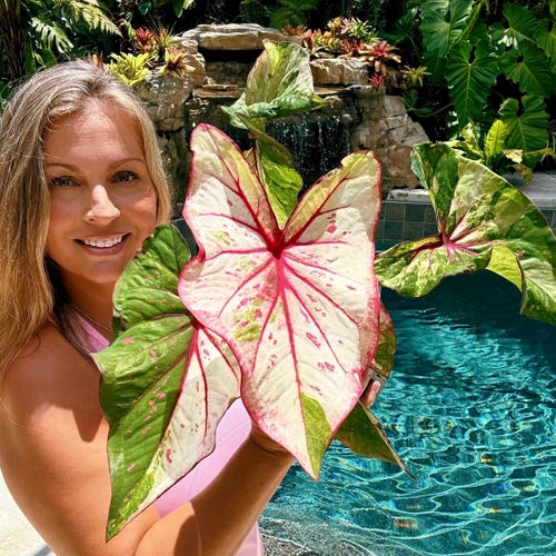 Rare Aglaonema 'candy Cane' Pink Variegated Aroid House Plant - Etsy
