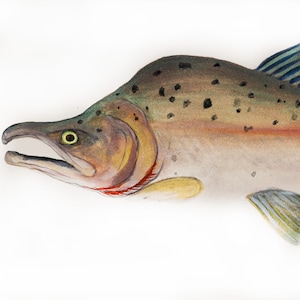 Pink Salmon Watercolor and Gauche Original Painting Print by Brenton Sadreameli 24&quot; x 12&quot;