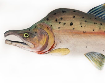 Pink Salmon Watercolor and Gauche Original Painting Print by Brenton Sadreameli 24" x 12"