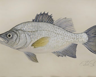 White Perch Fish Original Watercolor Painting Print by Brenton Sadreameli 24 x 14