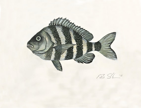 Sheepshead Fish Watercolor Original Painting Print by Brenton | Etsy