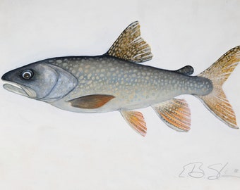 Lake Trout Watercolor and Gauche Original Painting Print by Brenton Sadreameli  24" x 16"