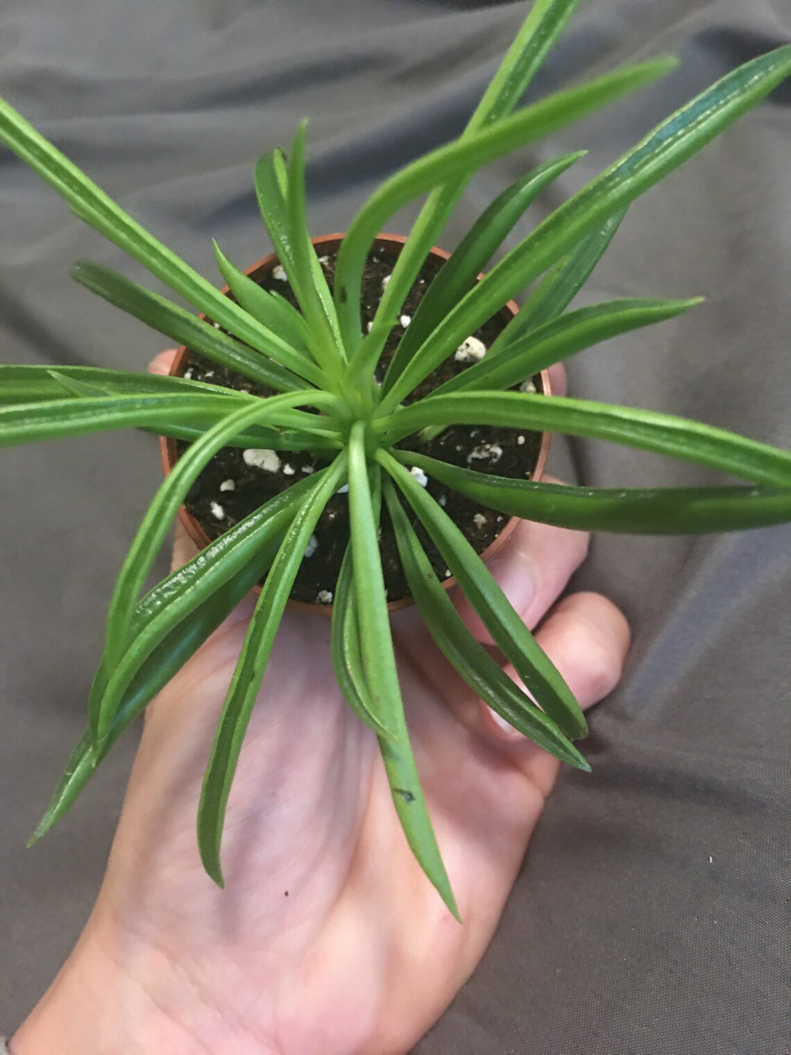 Pincushion peperomia succulent plant potted Etsy