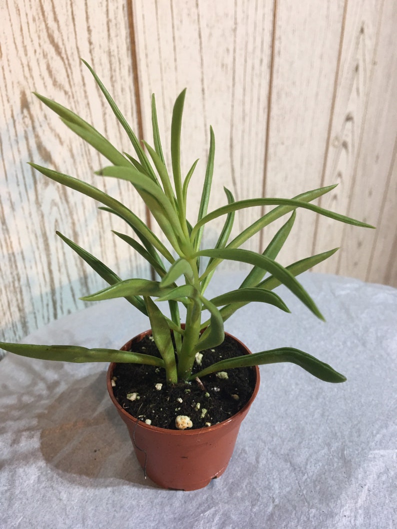 Pincushion peperomia succulent plant potted Etsy