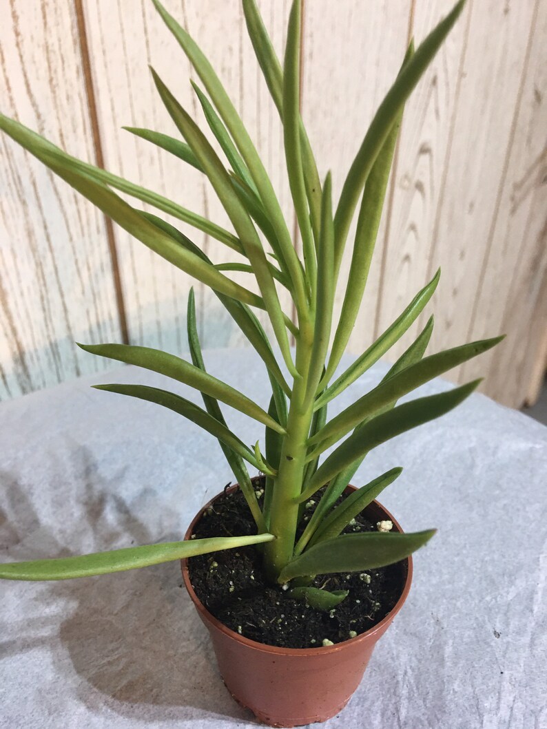 Pincushion peperomia succulent plant potted Etsy