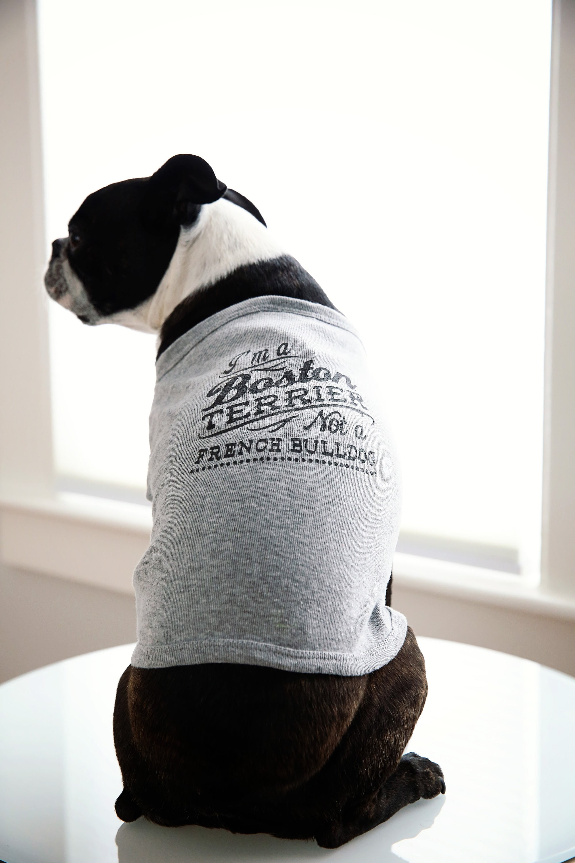 Boston hot sale terrier jumper