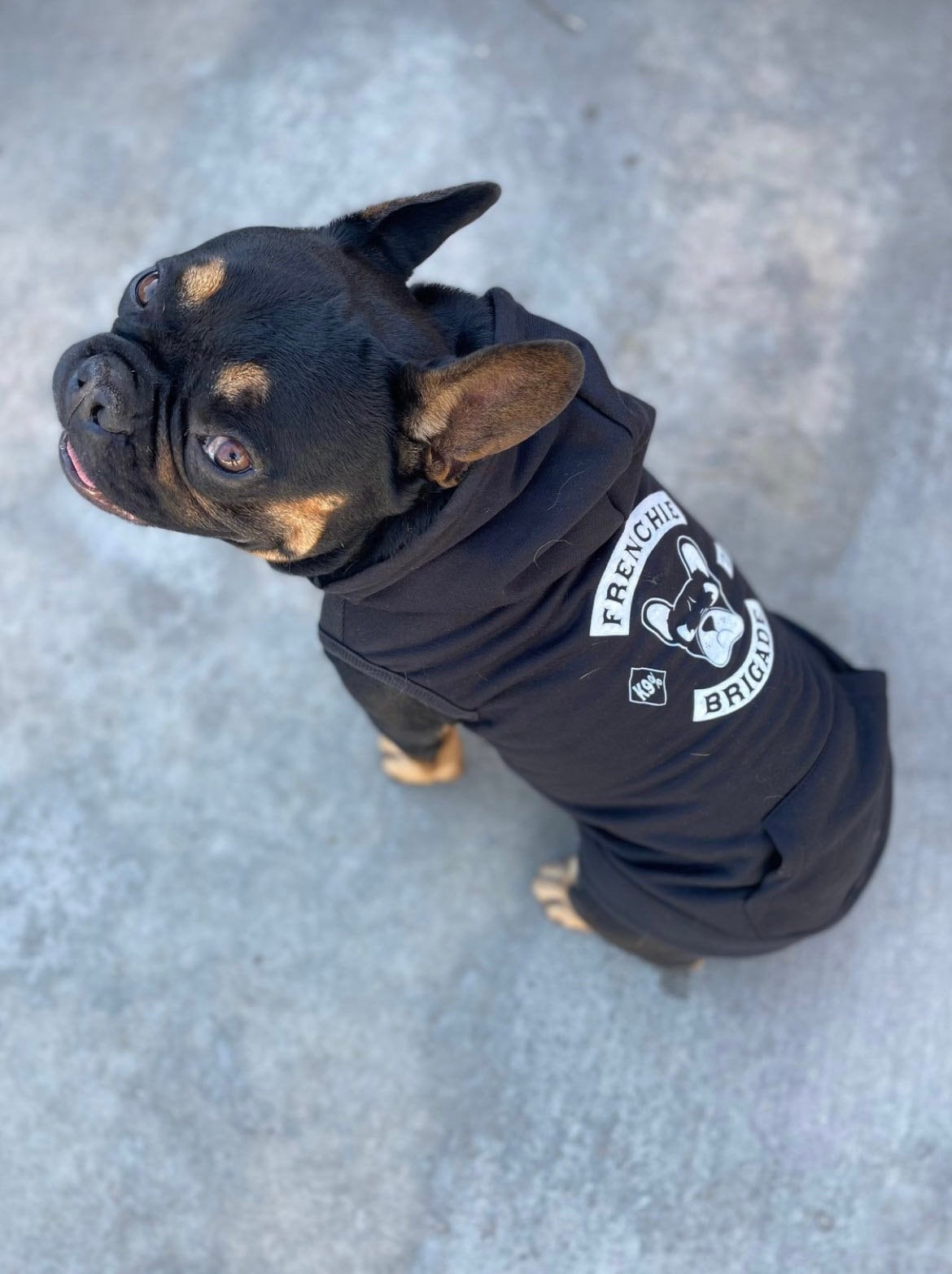French Bulldog Clothing Etsy Canada