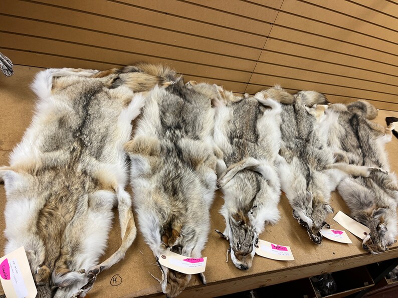 Coyote Complete Pelt With Feet in Stock Canada Western Coyote Hide