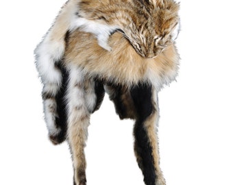 Bobcat Mountain Man Fur Hat | Handmade Northern Bobcat Hat, Real Bobcat Fur, New From Canada