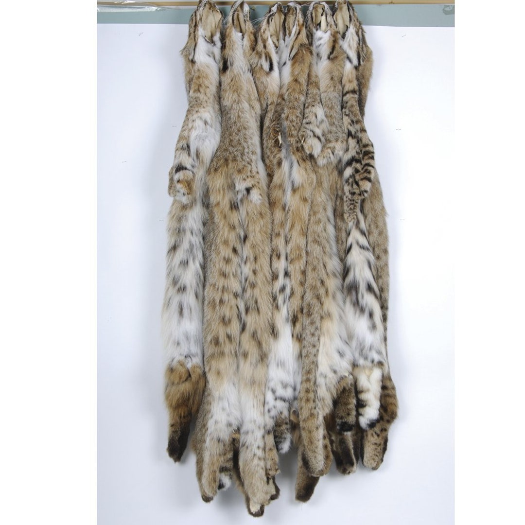 Bobcat Tanned Pelt Bobcat Fur Ready to Ship, Whole Hide Etsy