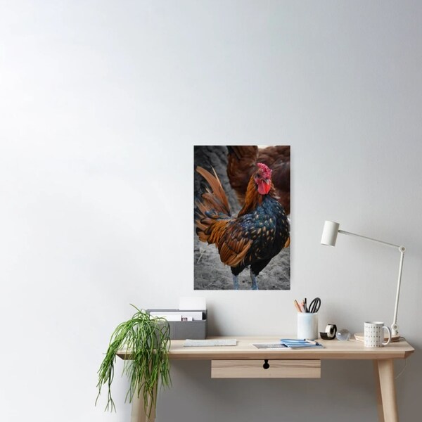 Top of the Roost - Rooster Farm Animal Photography Print