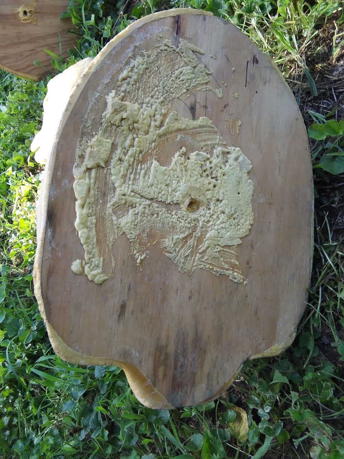 Deer Foam Taxidermy Mount Etsy