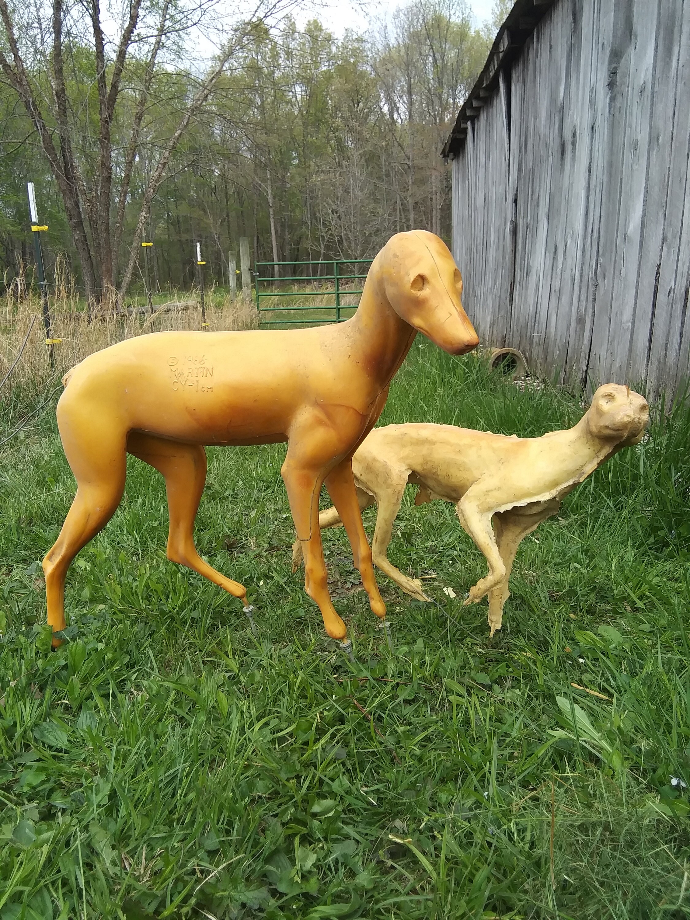 Coyote McKenzie Large Taxidermy Foam Mount Etsy