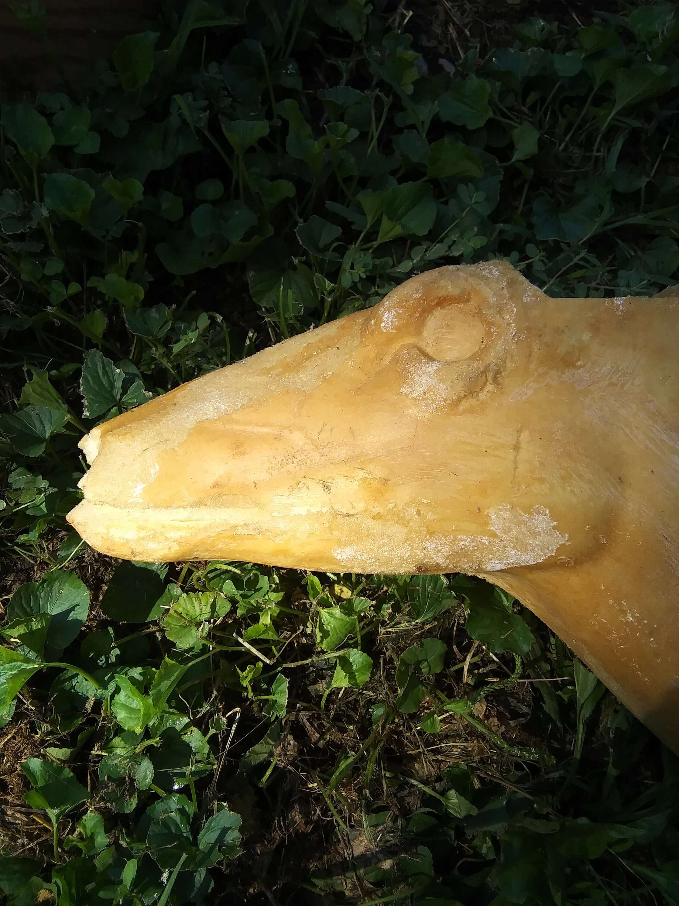 Deer Foam Taxidermy Mount Etsy