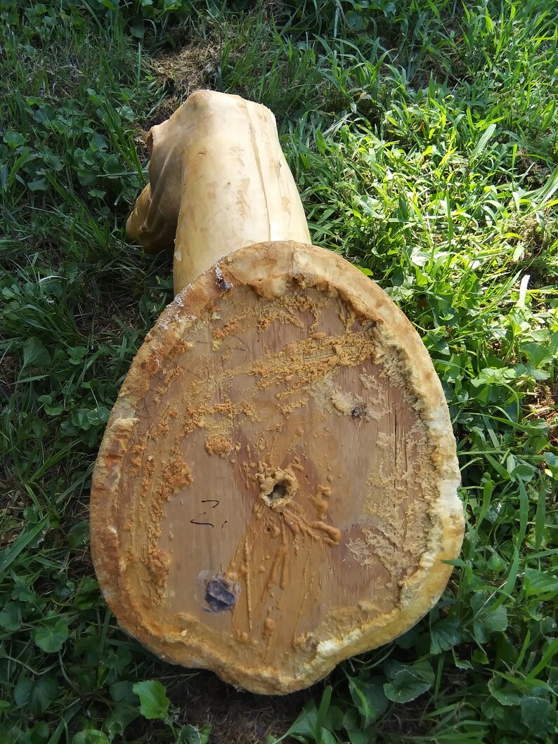 Deer Foam Taxidermy Mount Etsy