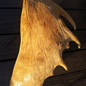 Moose Paddle Antler 23&quot; non-shed