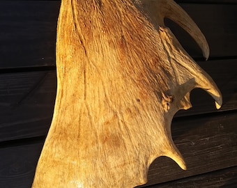 Moose Paddle Antler 23&quot; non-shed