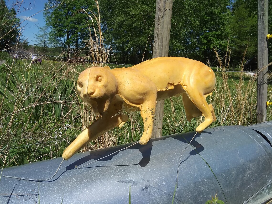 Bobcat Curious Pose Taxidermy Foam Mount Etsy