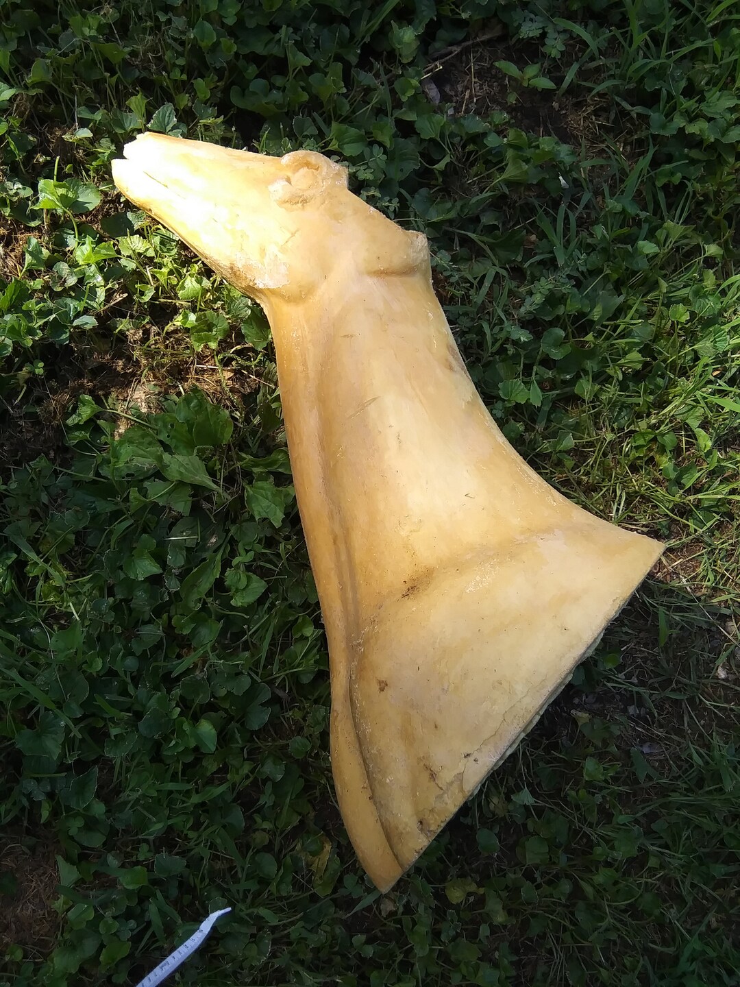 Deer Foam Taxidermy Mount Etsy