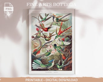Puede incluir: Una ilustración vintage de una variedad de colibríes con colores vibrantes, incluyendo rojo, verde, azul y amarillo. Las aves se representan en un entorno natural con exuberante follaje y flores. La imagen está titulada "Trochilidae -  Parvures".