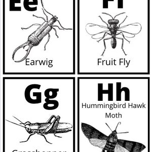 Insect Alphabet Flashcards Bug ABC Practice Letter - Etsy