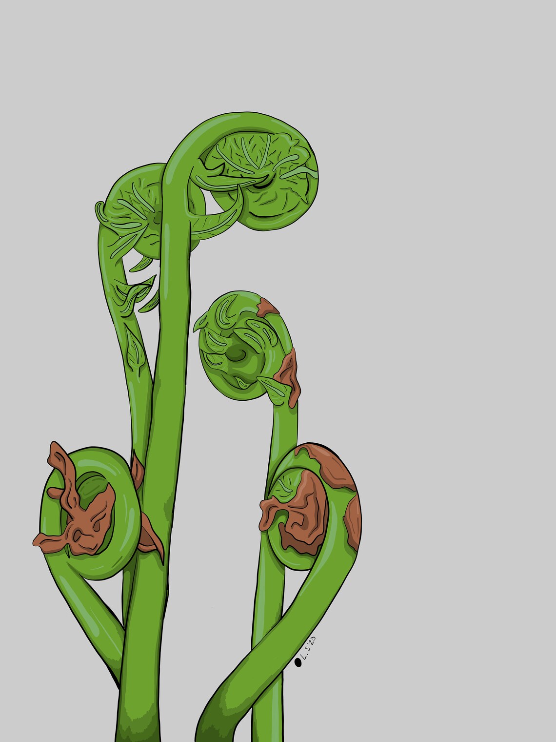 Fiddlehead Digital Art Print Etsy
