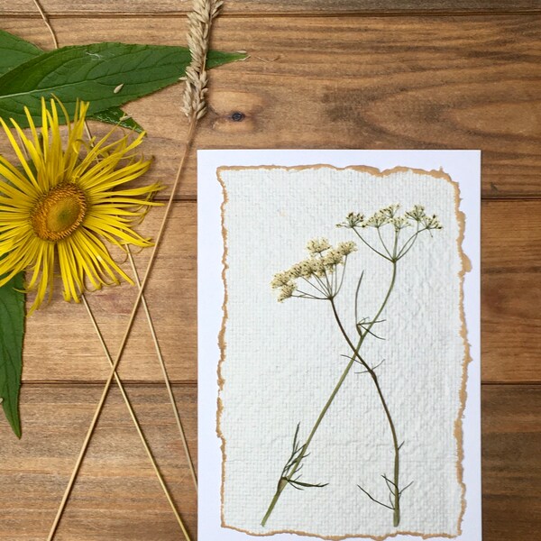 Meadow pressed flower on handmade paper, pignut pressed flower greetings card