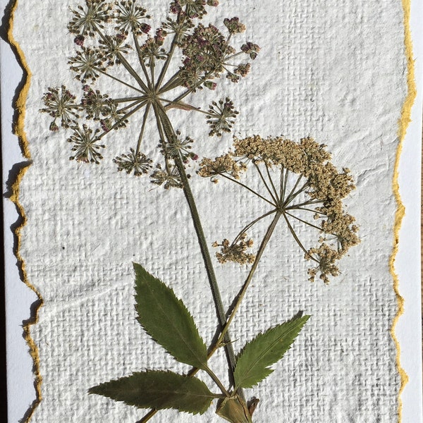 real pressed meadow flower on handmade paper, wild angelica greetings card