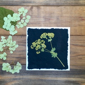 Gepresste Alchemilla Grußkarte auf handgeschöpftem, handbemaltem Papier