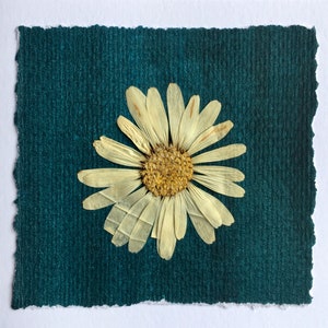 Cartão de flores prensadas de margarida, cartão de felicitações com flores prensadas de margarida olho de boi, flores prensadas de margarida branca, cartão feito à mão com flores de nascimento de abril